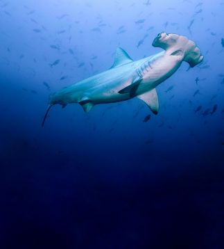 Hammerhead shark encounter - front french