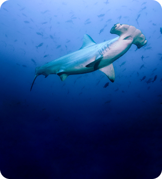 Hammerhead shark encounter - front