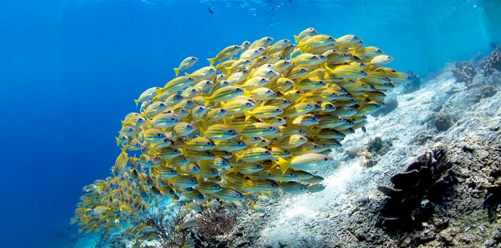 School-of-yellow-snapper-fish-while-diving-in-Maldives-990x490