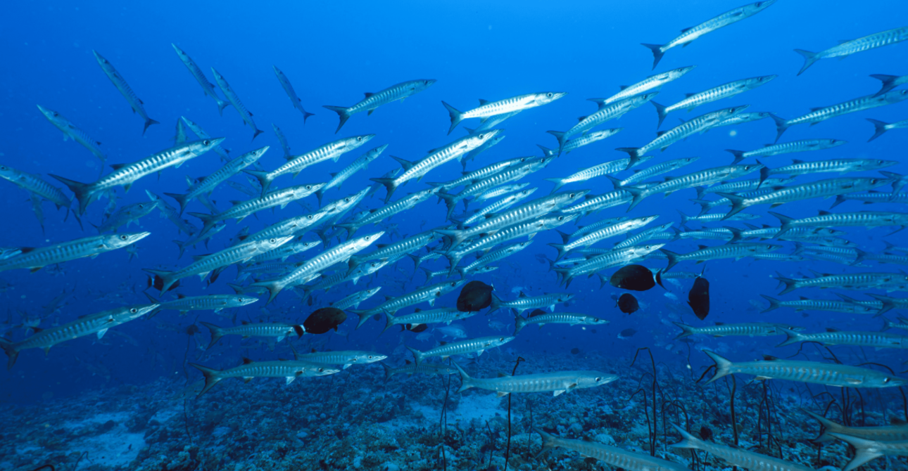 Farasan Banks Liveaboard