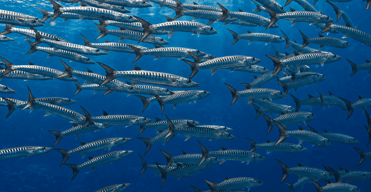 Farasan Banks Liveaboard