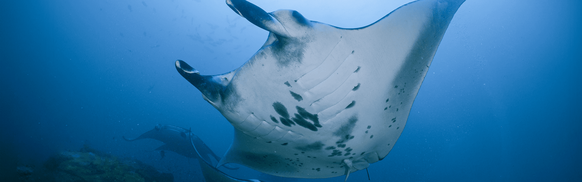 manta rays in central atolls maldives