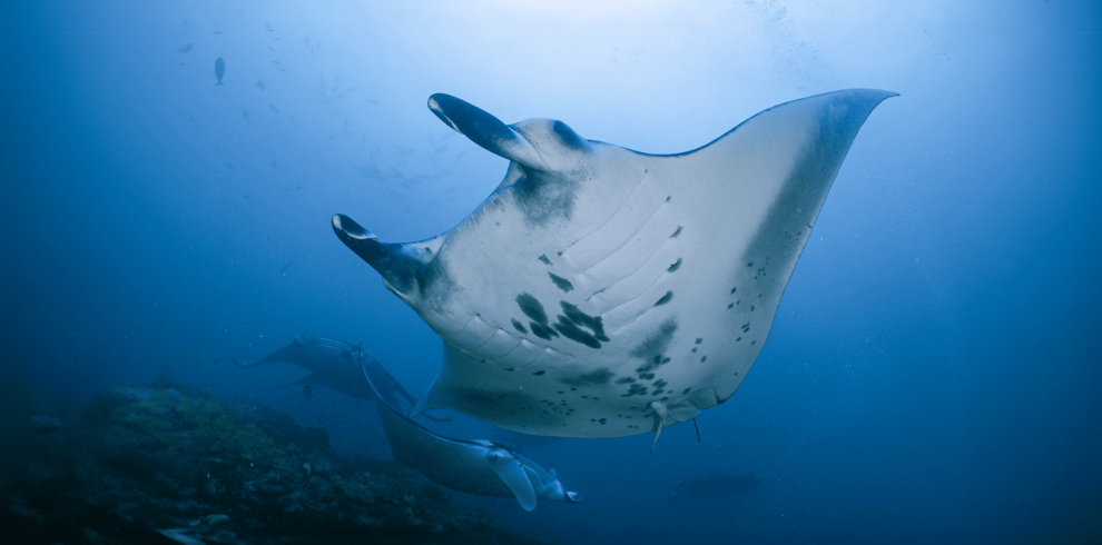 manta rays in central atolls maldives