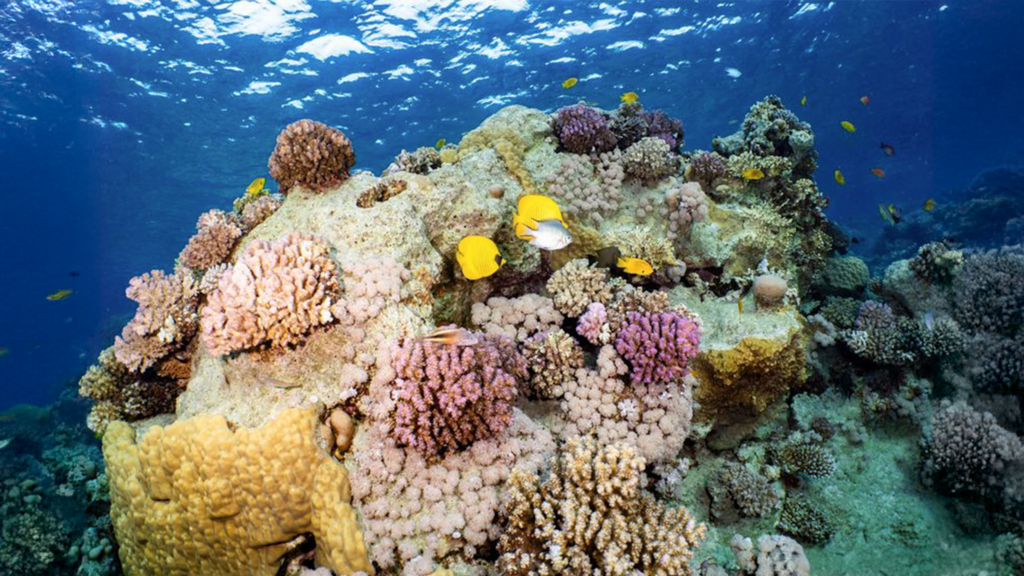 vibrant coral on egipt sea