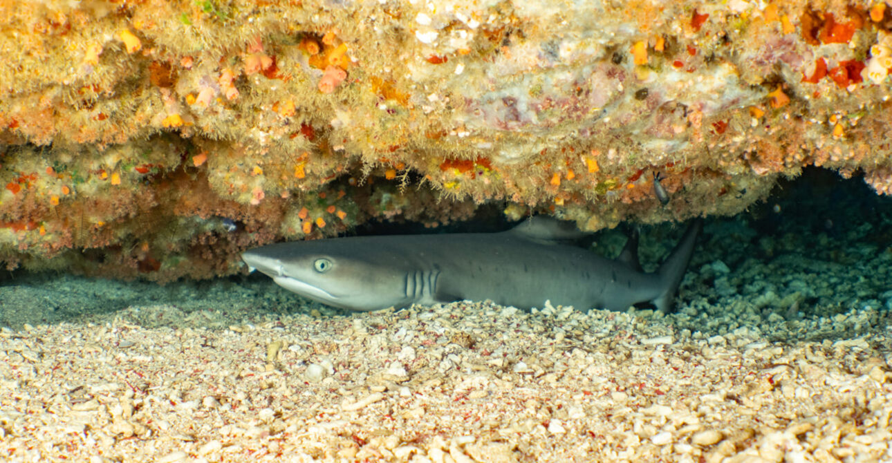 How to Choose the Right Red Sea Liveaboard for Your Dive Level and Budget