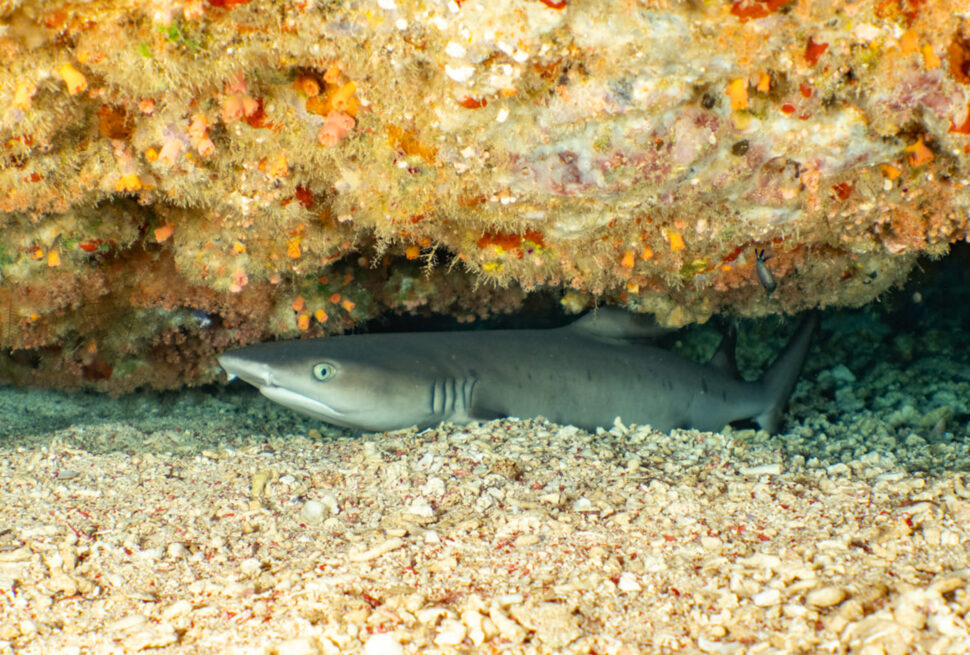 A Photo of Tiny Shark in Egypt