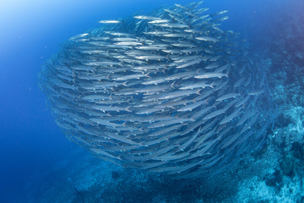School of Baracuda