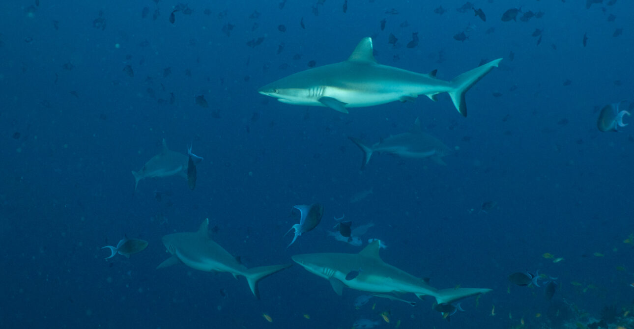 Why the Maldives is a Must-Visit for Shark Enthusiasts