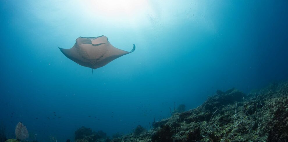 A manta ray gracefully swims above a vibrant coral reef in the clear blue waters of Raja Ampat, with sunlight streaming through the ocean's surface