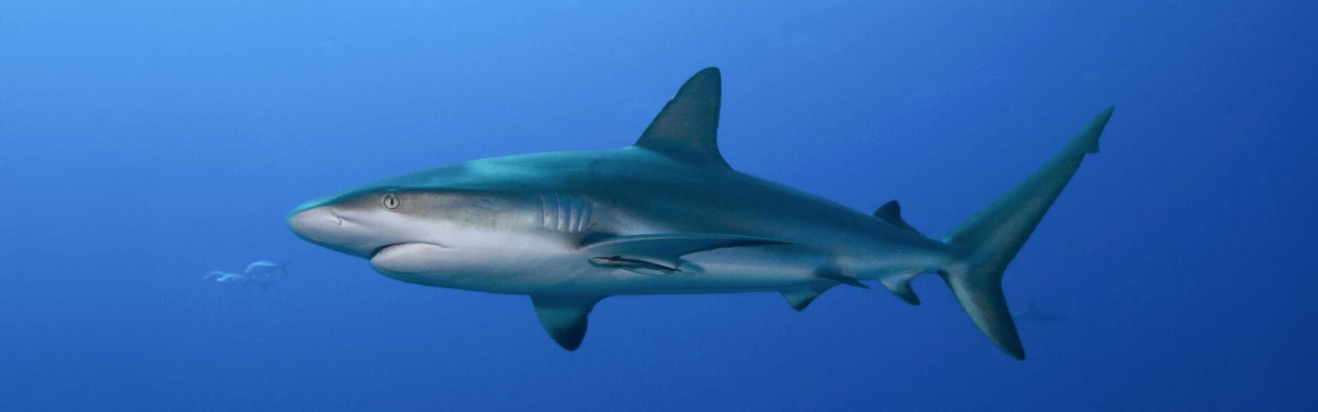 Elba Shark