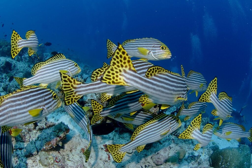 group of fish beside the coral