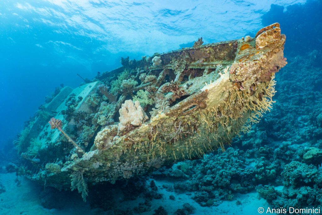 Abandoned sheep on the deep on ocean in red sea