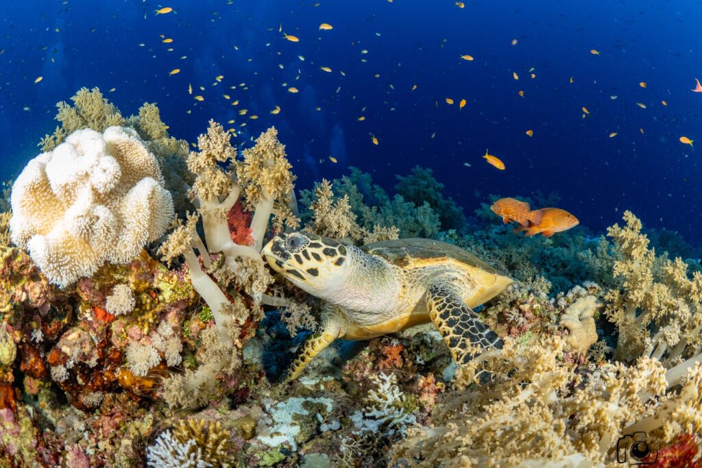 Variety of fish around the beautiful coral in red sea