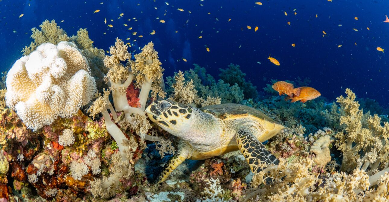 Red Sea Liveaboard Diving: 5 Unmissable Sites