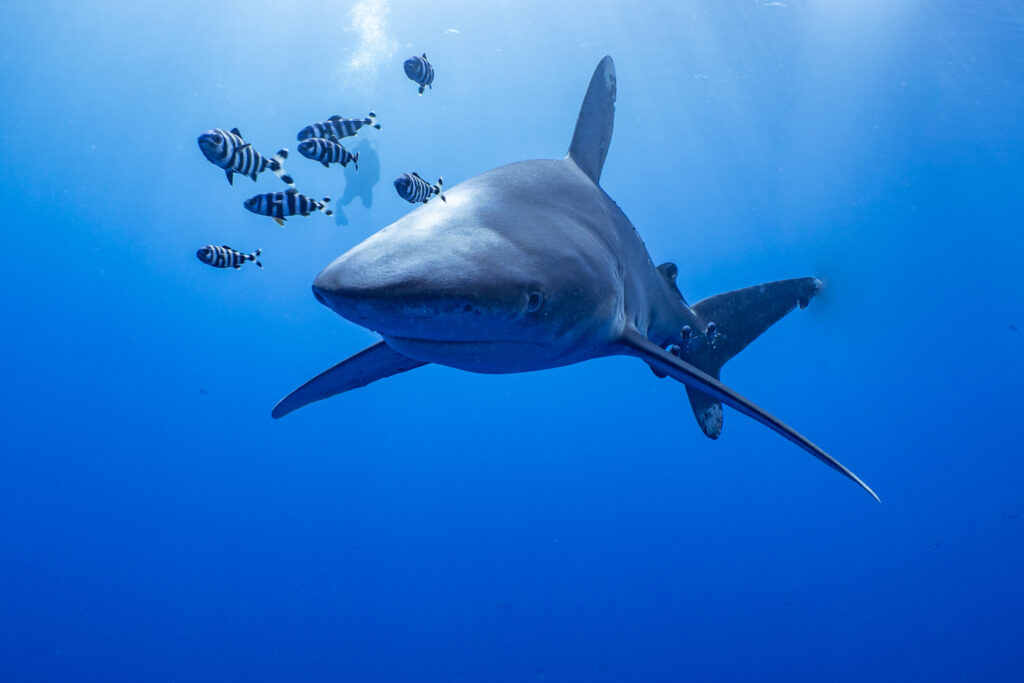 Some fish with a big shark and people diving behind