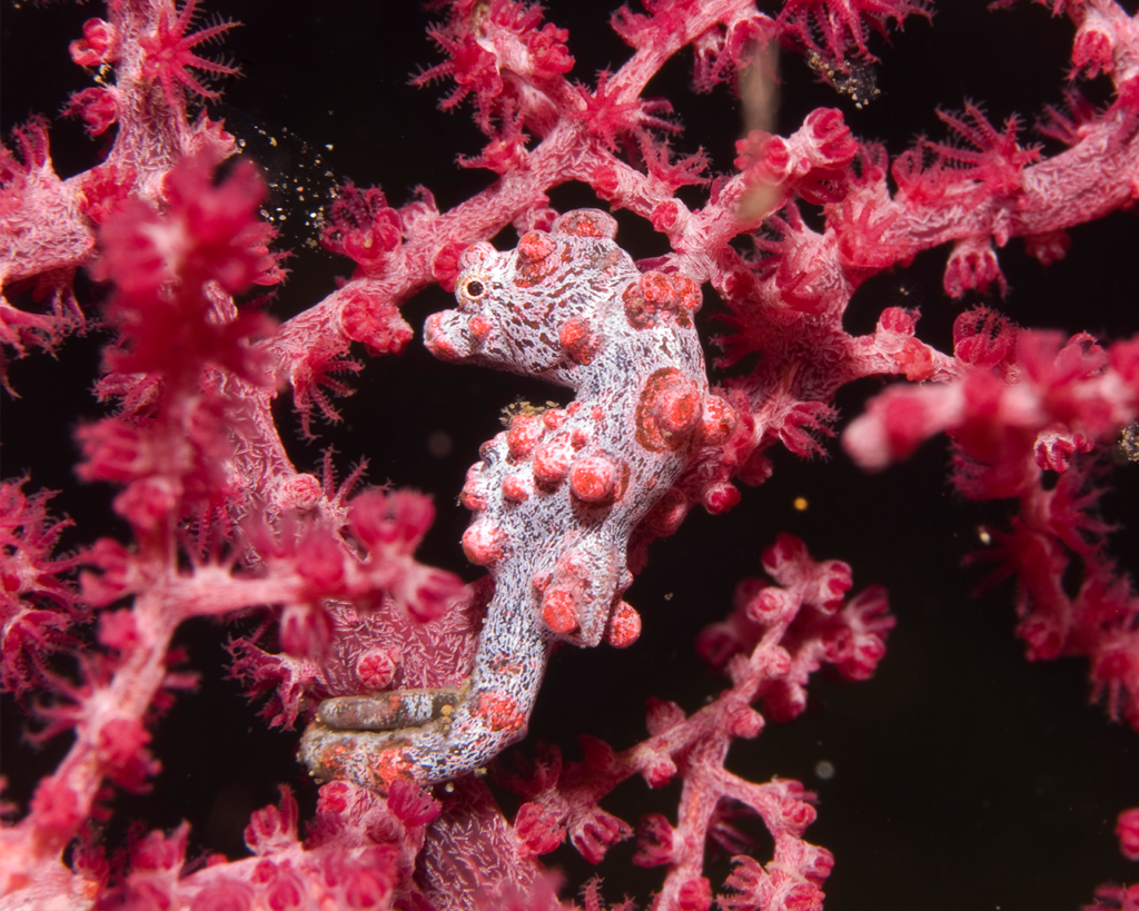 Macro life in Raja Ampat