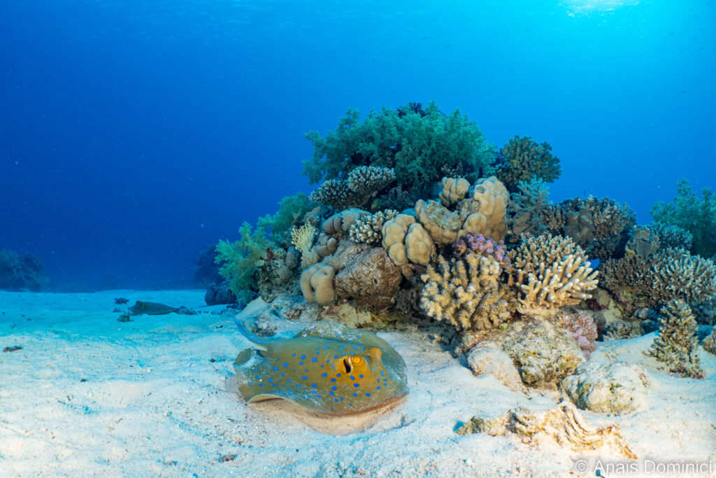 A unique fish beside corals in Red Sea