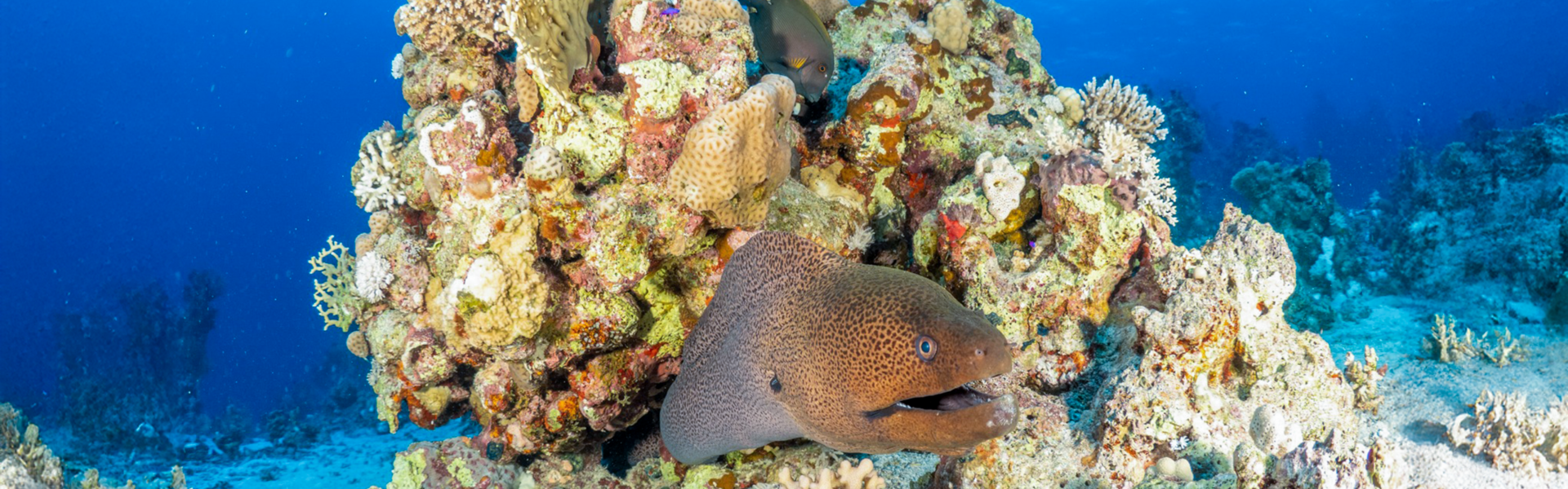 A scuba diver exploring a vibrant coral reef in Egypt’s Red Sea, surrounded by colorful fish and marine life near a liveaboard boat.