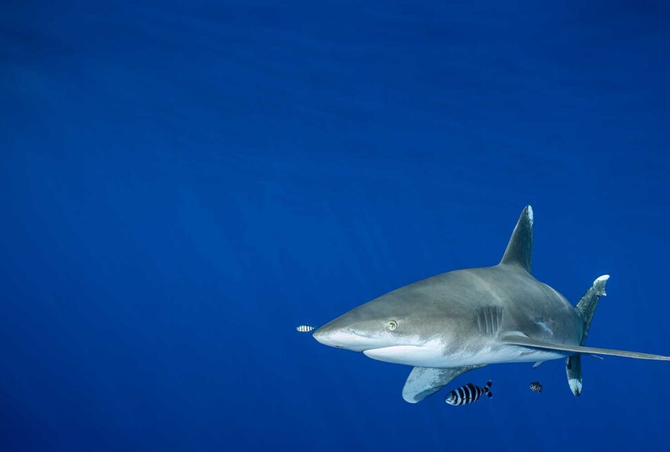 Red Sea Liveaboard