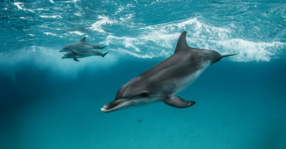 Theia Liveaboard Red Sea Liveaboard with Dune Liveaboard