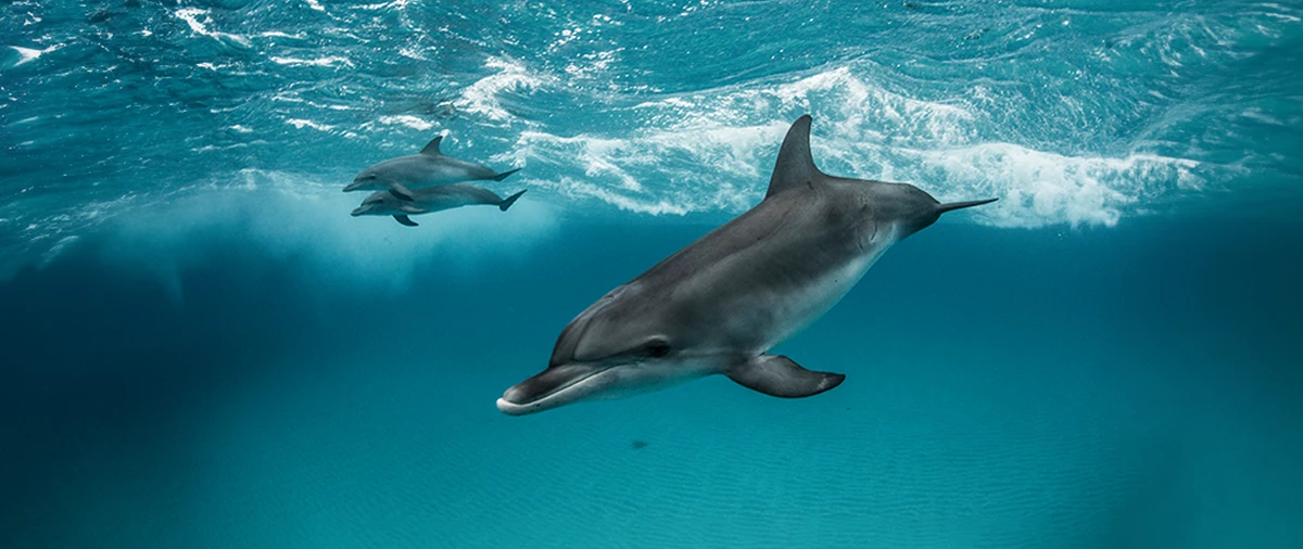 The Red Sea’s Underwater Icons: Marine Life You Can’t Miss
