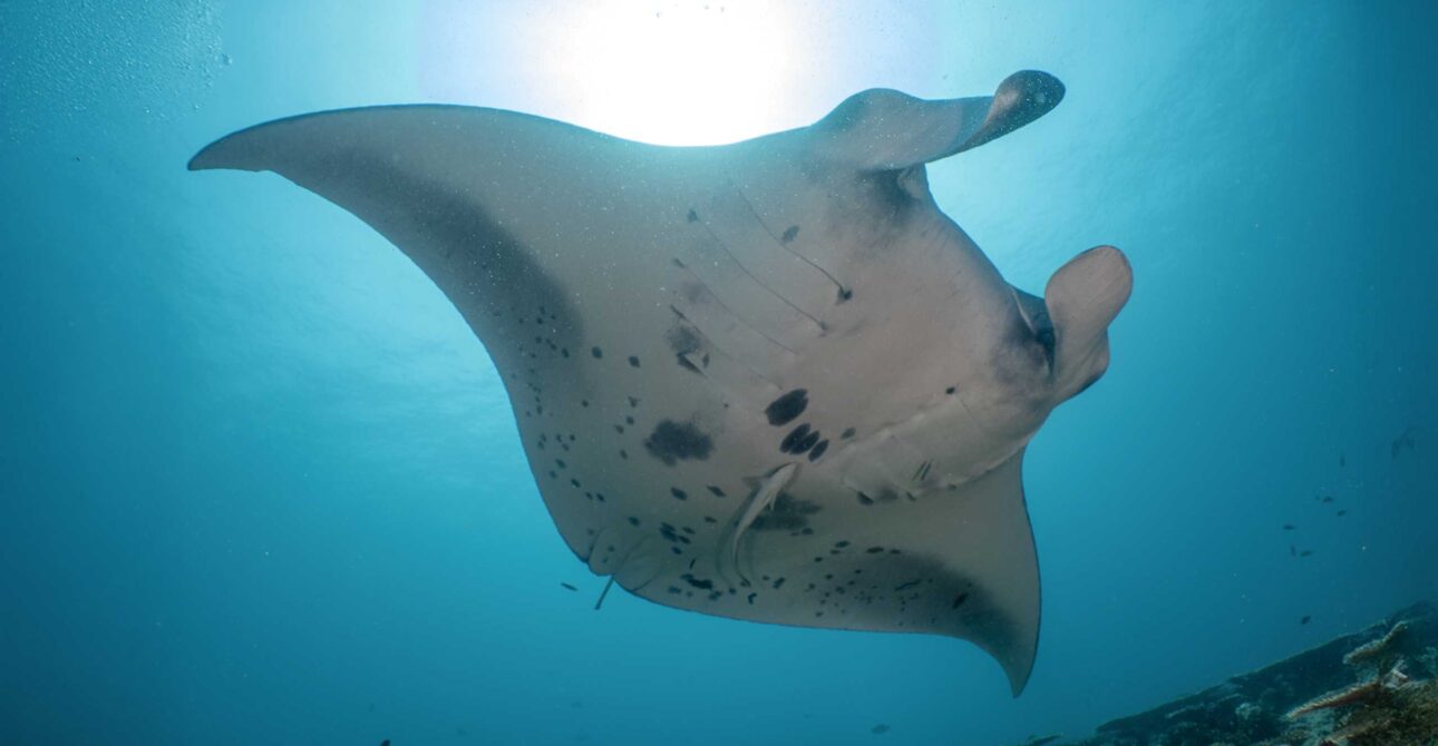 North Atolls Discovery Manta Madness Liveaboard