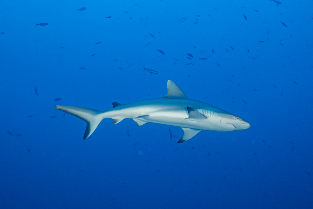 Sharks in Egypt Liveaboard