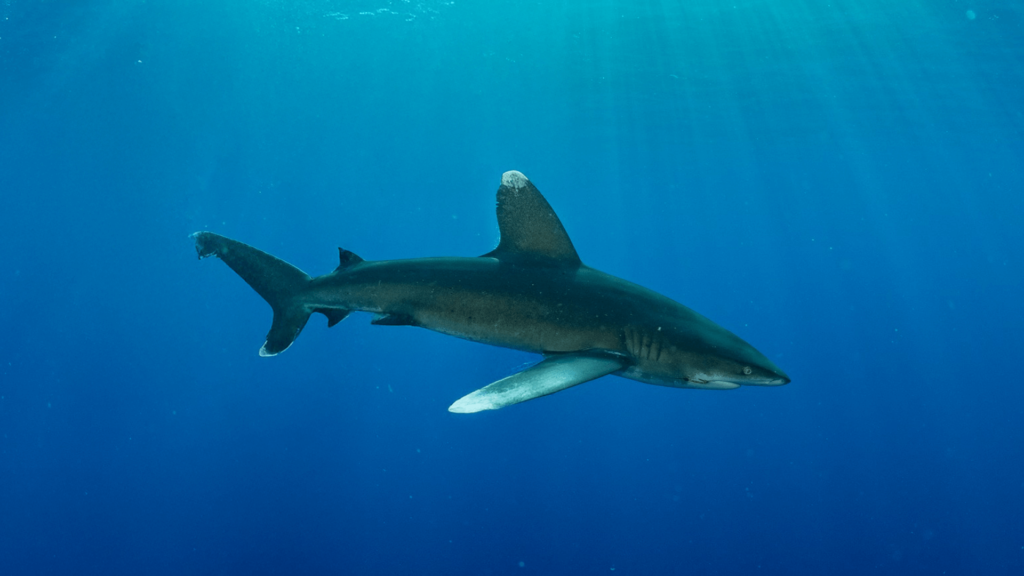 A shark dive alone in the ocean