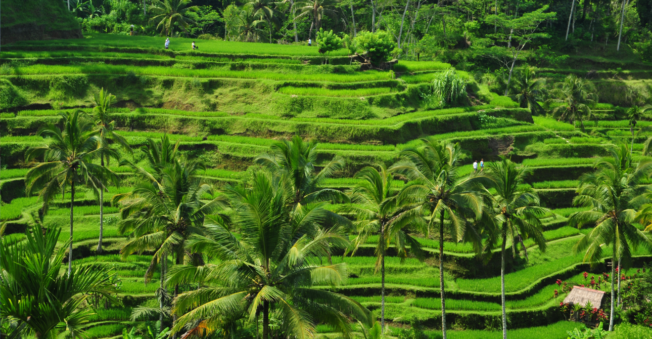 Dive Bali Safari: The Perfect Blend of Culture and Coral
