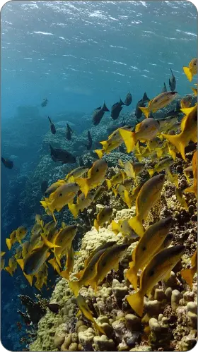 Elphinstone-Reef-1