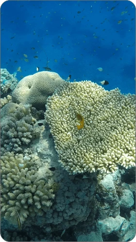 Fury Shoals