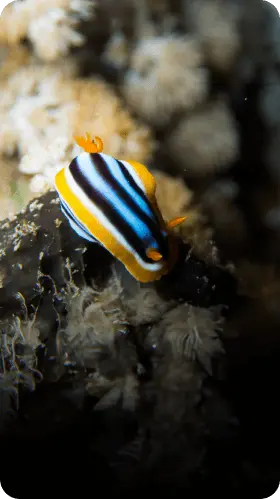 Golden Triangle Red Sea