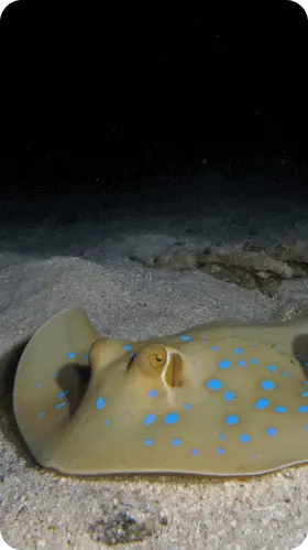 Stingray at North Dahab Tiran