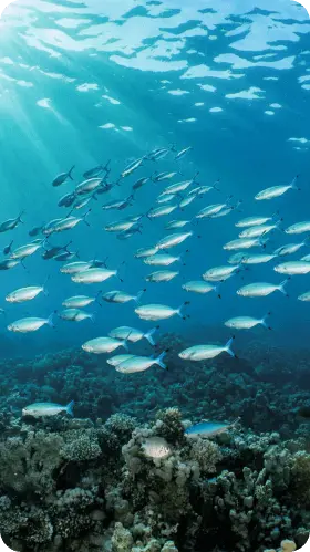 A Group of Fish Swimming in North Tiran