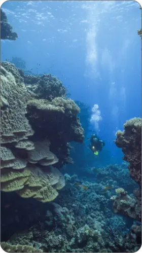 Diving at Saint Johns Reef