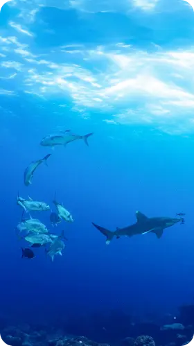 Shark and Fish Swimming in Clear Blue Ocean Egypt