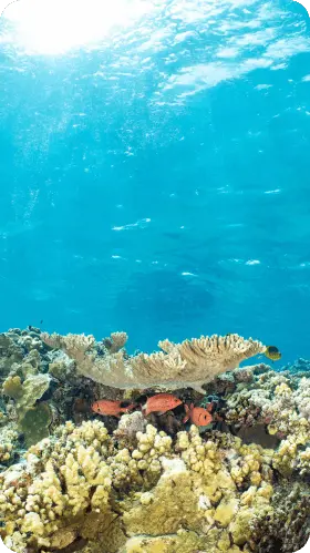 Vibrant Coral Reef Under Sunlit Shallow Waters