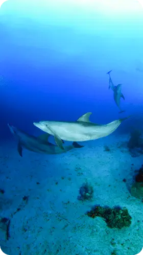 diving-with-dolphin-in-Fury-Shoals