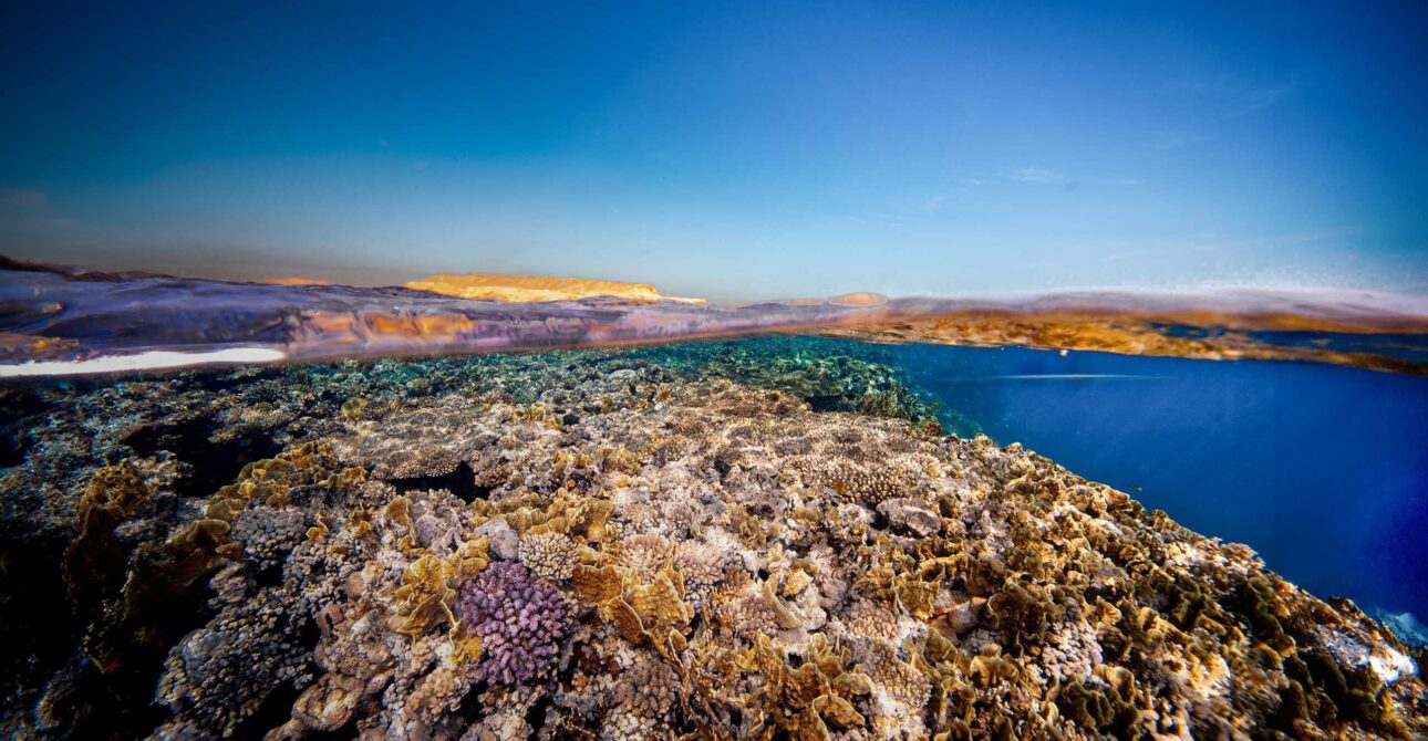 Why Red Sea Liveaboard Diving is the BEST Way to Explore Remote Reefs