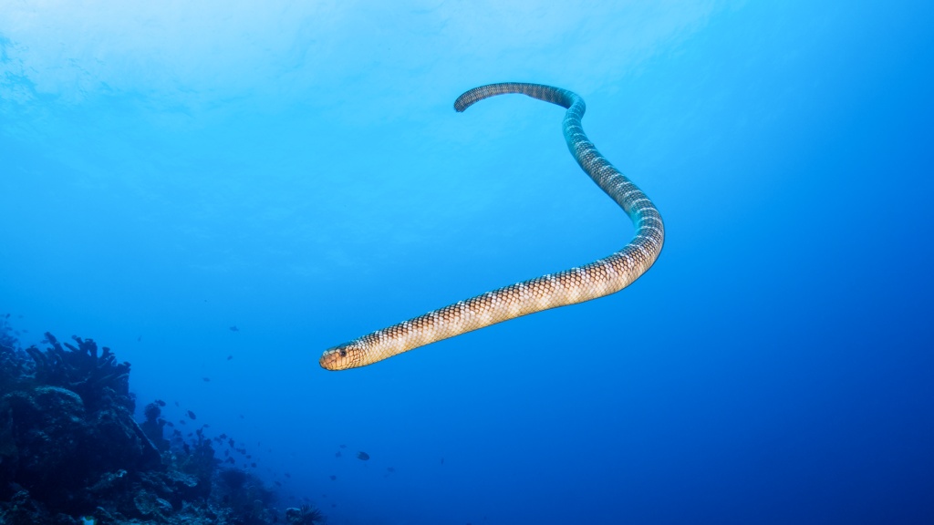 Snake in Banda Sea Liveaboard