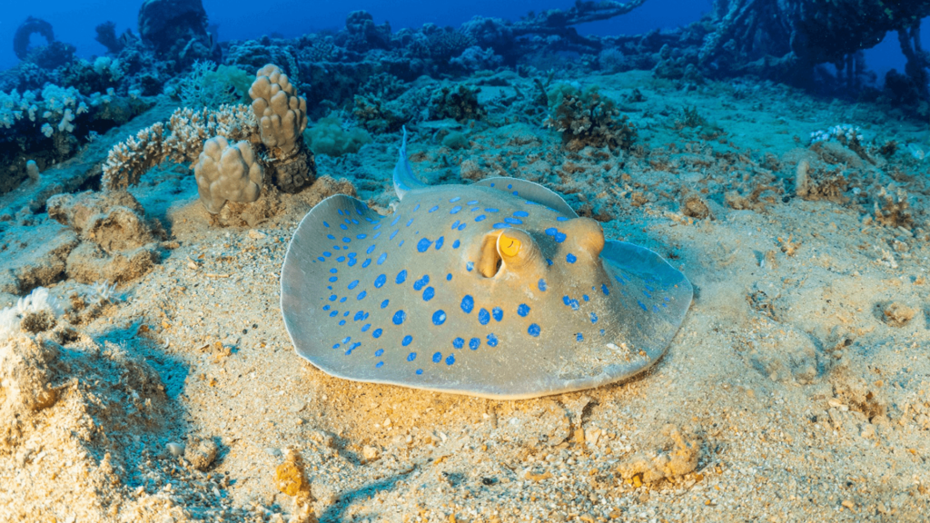A stingray swimming in seafloor