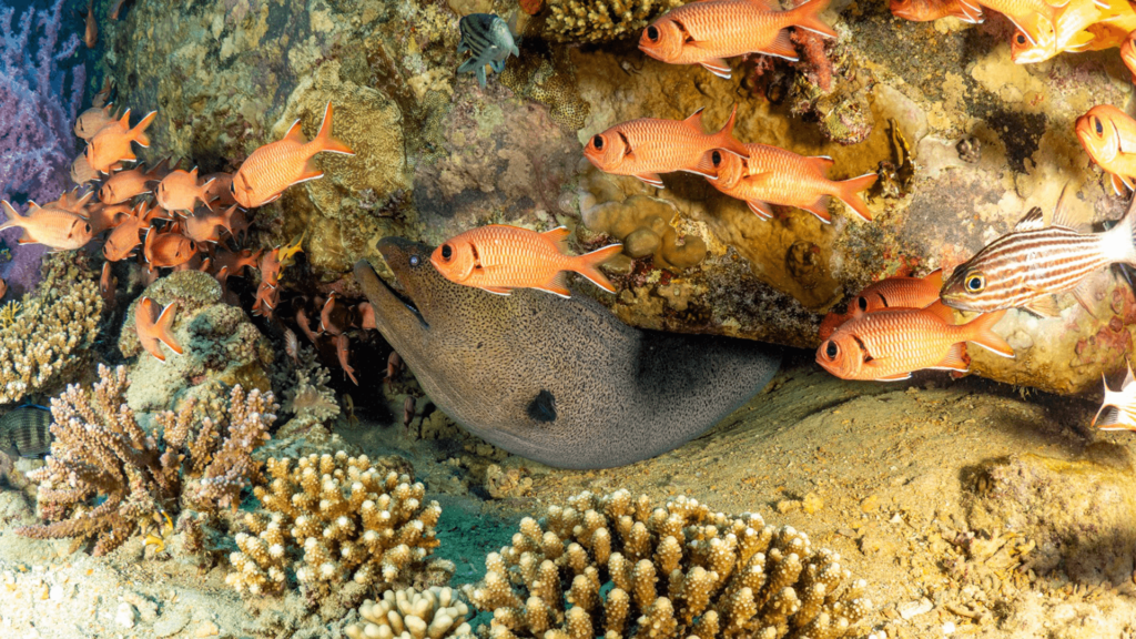 A group of fish is swimming around the coral reef