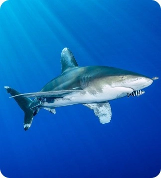 diving with shark in egypt