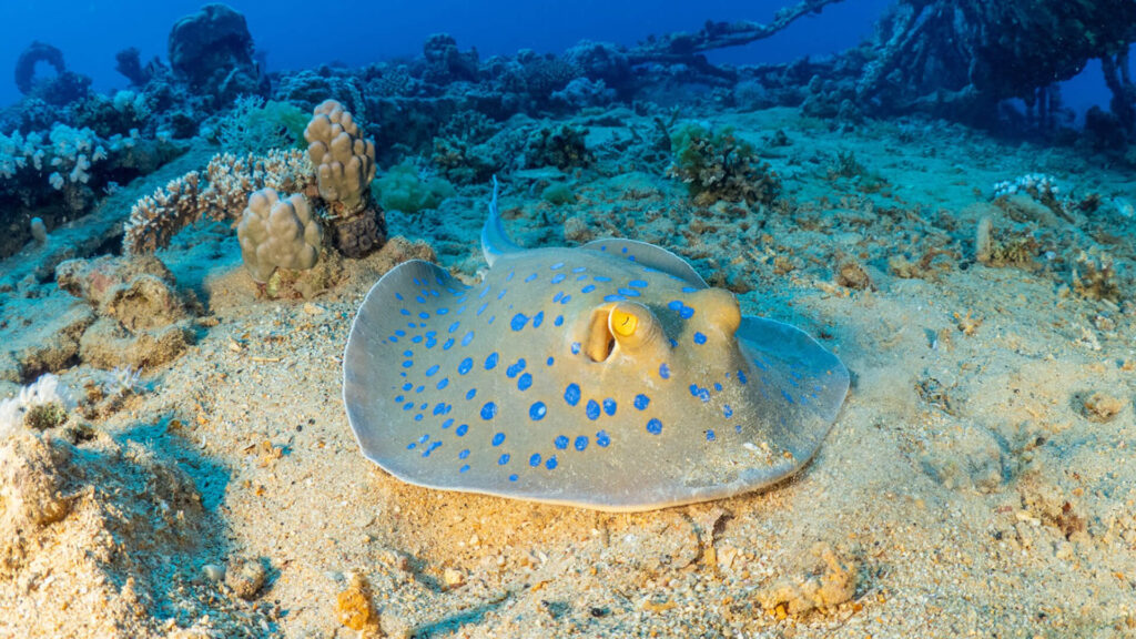 A Stingray is swimming on the buttom on the Red Sea