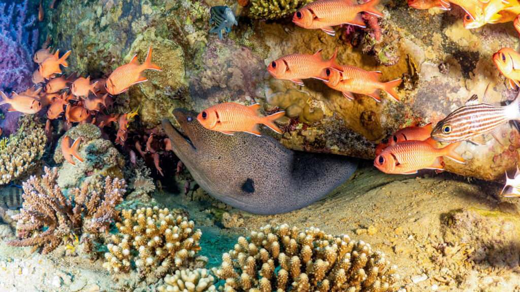 Different kinds of fish swimming around the coral reef on Red Sea