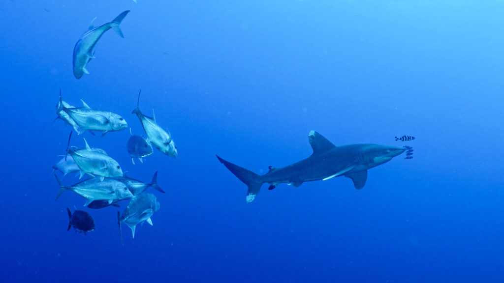 A shark is swimming followed by some fish behind it