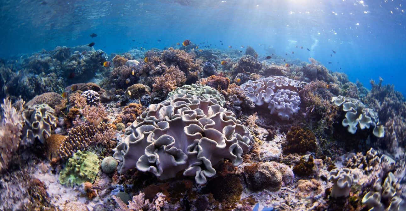 “Eat, Sleep, Dive, Repeat”: A Day in the Life on a Banda Sea Liveaboard