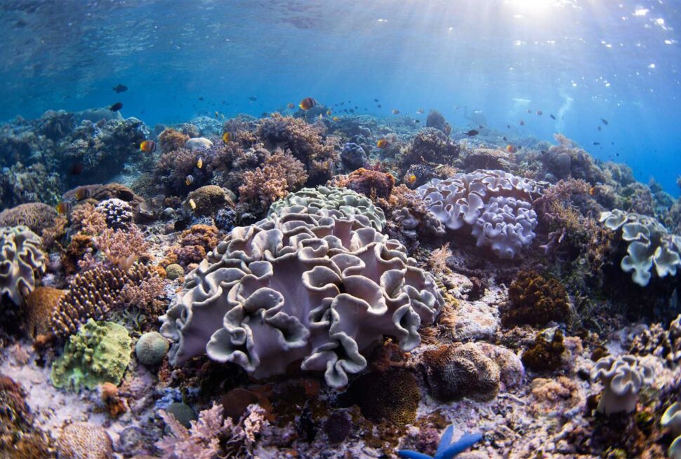 Banda Sea Liveaboard