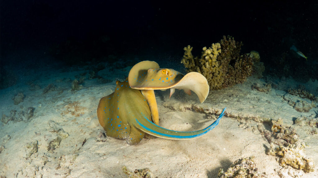Two stingrays are swimming on the bottom of the ocean in Red Sea