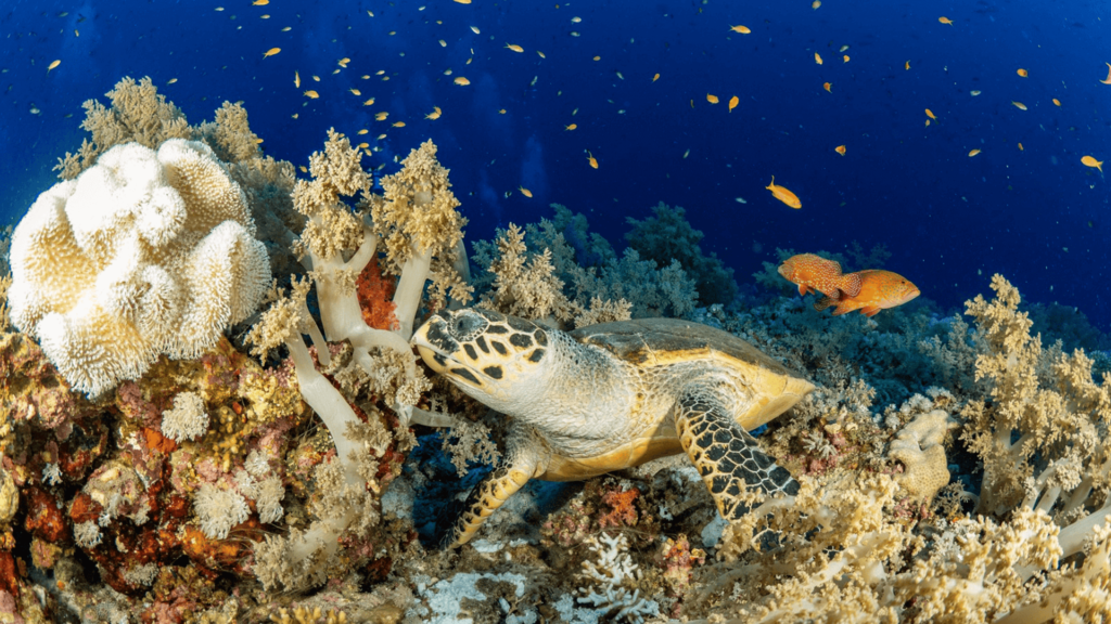 A beautiful coral reef with the Turtle in the Middle that you can see while doing the Egypt Liveaboard Diving